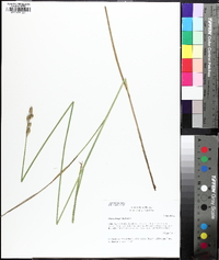 Carex longii image