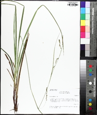 Carex oblita image