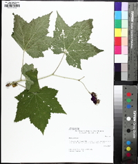 Rubus odoratus image