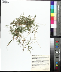 Muhlenbergia schreberi image