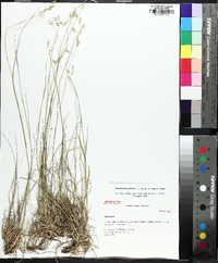 Danthonia compressa image