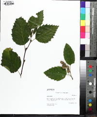 Alnus viridis image