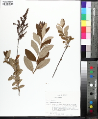 Spiraea tomentosa image