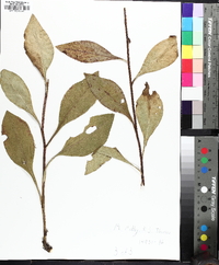 Solidago speciosa image