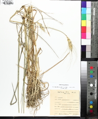 Triticum aestivum image