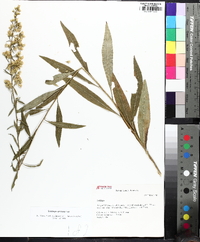 Solidago speciosa image