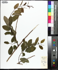 Berchemia scandens image