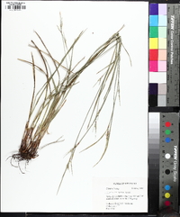 Scleria oligantha image