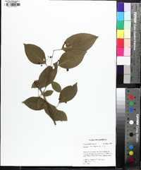 Euonymus atropurpureus image