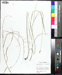 Carex normalis image