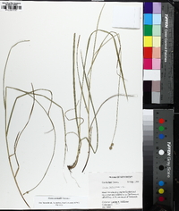 Carex normalis image