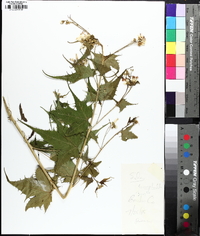 Ripariosida hermaphrodita image