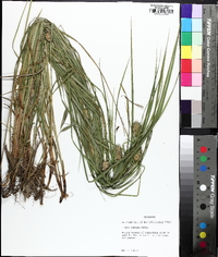 Carex typhina image