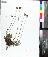 Coreopsis lanceolata image