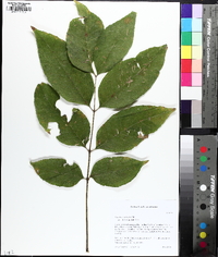 Fraxinus caroliniana image