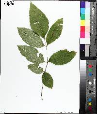 Fraxinus caroliniana image