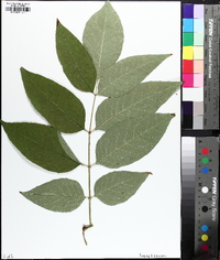 Fraxinus biltmoreana image