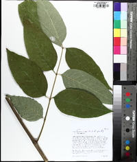 Fraxinus biltmoreana image