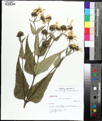 Helianthus hirsutus image