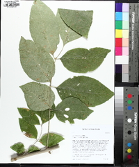 Fraxinus smallii image