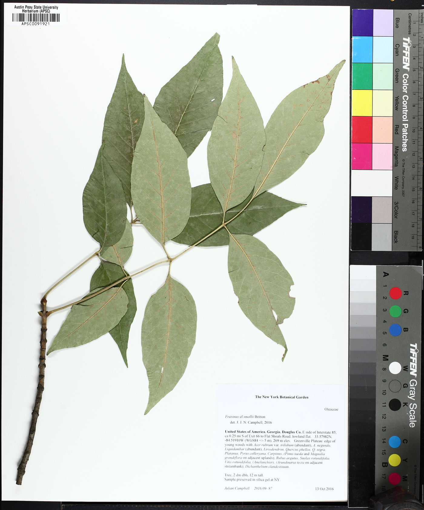 Fraxinus smallii image