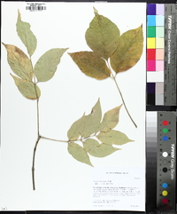 Fraxinus biltmoreana image