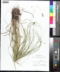 Carex normalis image