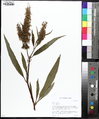 Rumex verticillatus image