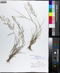 Eragrostis minor image