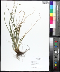 Carex gracilescens image