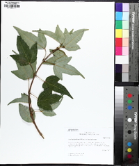 Acer buergerianum image