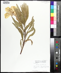 Oenothera macrocarpa image