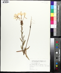 Oenothera heterophylla image