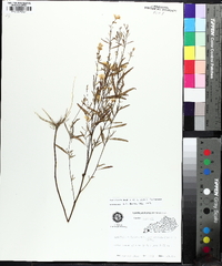 Oenothera tetragona image