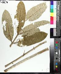 Asclepias exaltata image