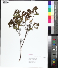 Hypericum lobocarpum image