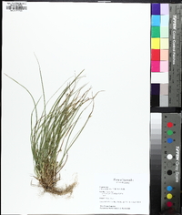 Carex willdenowii image