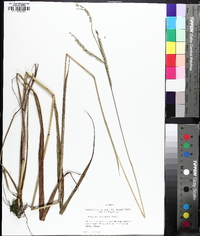 Paspalum floridanum image