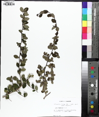 Ilex vomitoria image