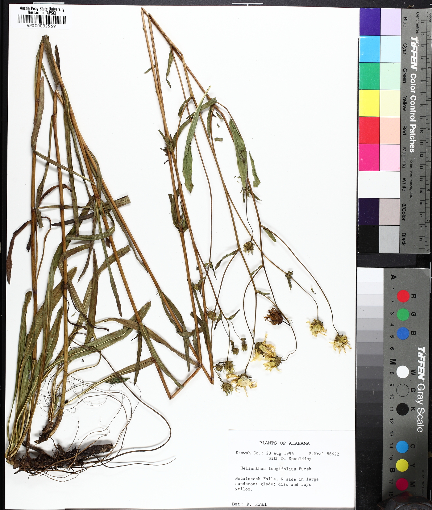 Helianthus longifolius image