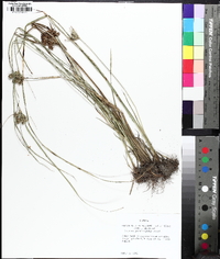 Cyperus pseudovegetus image