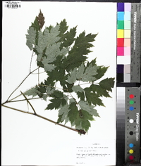 Actaea racemosa image