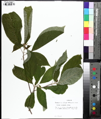 Clethra acuminata image