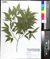 Celtis laevigata image