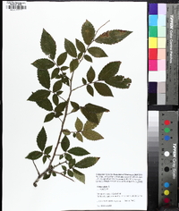 Ulmus alata image