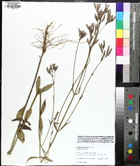 Verbena brasiliensis image