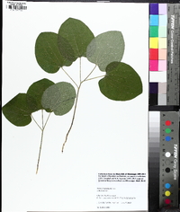 Smilax lasioneura image