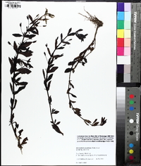 Mecardonia acuminata image