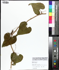 Smilax bona-nox image