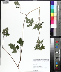 Nekemias arborea image